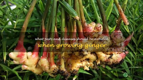 Avoiding Common Pests And Diseases To Ensure A Successful Ginger Harvest Shuncy