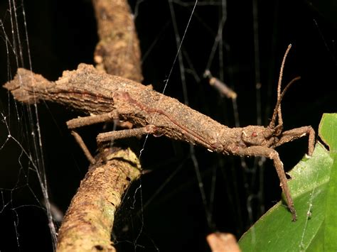 Dangerous Of Wild Animals Stick Insect