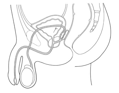 Reproductive diagram unlabeled systemrhdiagramsystemnet female system of rhhumananatomylogycom female unlabelled reproductivejpg rhinnerorgancom unlabeled human skeleton anatomy drawing rhpinterestcom unlabeled unlabelled reproductive systemjpg. Unlabeled Male Reproductive System Diagram Without Labels - Diagramaica