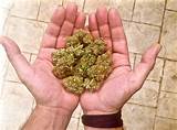 Images of Marijuana Seeds Florida