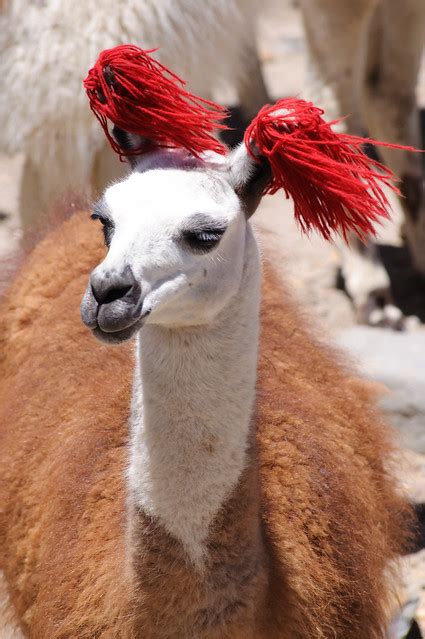 A Decorated Llama Flickr Photo Sharing