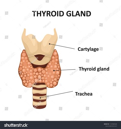 Diagram Thyroid Gland Stock Vector Royalty Free 1147682528 Shutterstock