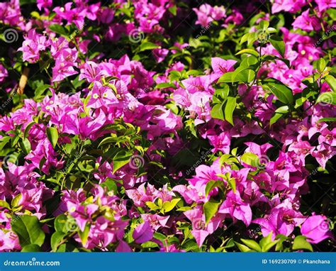 Pink Bougainvillea Flower In Blooming Stock Image Image Of Botany
