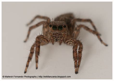Wildlife And Nature Photo Gallery How Many Eyes Does A Spider Have