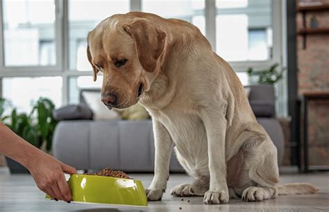 As many of these brands are made with higher quality ingredients, they're often quite a bit pricier. Best Dog Food For Skin Allergies - Tips and Reviews To ...