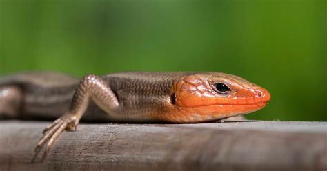 Ohio Birds And Biodiversity Five Lined Skink