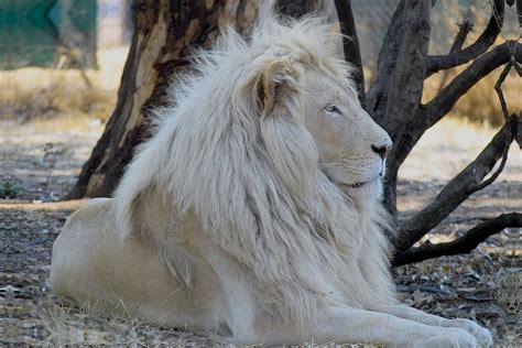 Son of the south |. Letsatsi, the White lion. (Son of Temba) | IMG01491 ...