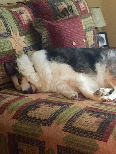 Look Who Snuck Off For A Nap On Mom And Dads Bed Baelei Does Look