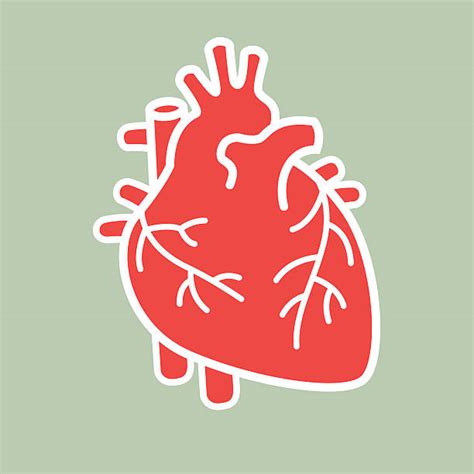 Human Heart Illustrations Royalty Free Vector Graphics And Clip Art Istock