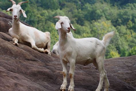 10 Giant Goat Breeds You Should Get