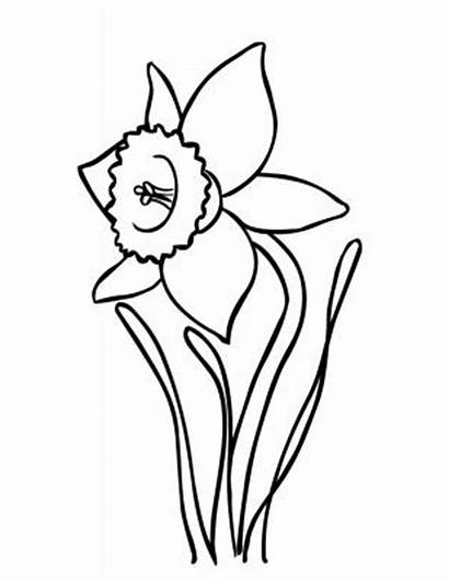 Daffodil Coloring Outline Flower Pages Drawing Drawings