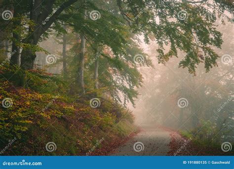 Foggy Autumn Landscape Sad Feelings In The Nature Dark Soft Colors