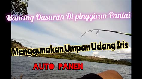 Umpan Terbaik Mancing Dasaran Di Karang Dangkal Pinggiran Youtube