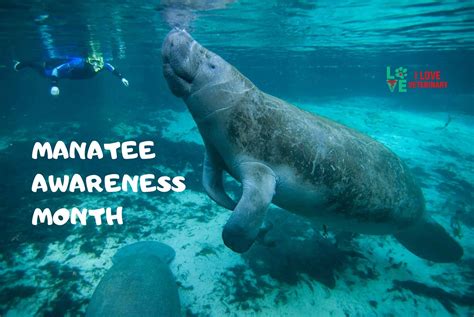 November Is Manatee Awareness Month Swimming With Manatees Manatee