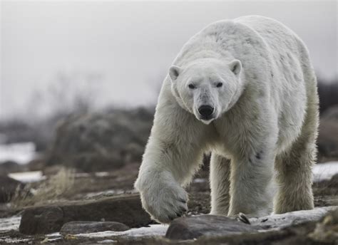 Polar Bear Photography Tips Up Close And Personal