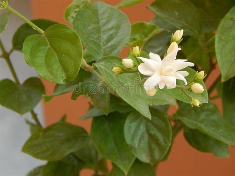 Beautiful Jasmine Flowers And Leaves Stock Photo Image Of Beautiful