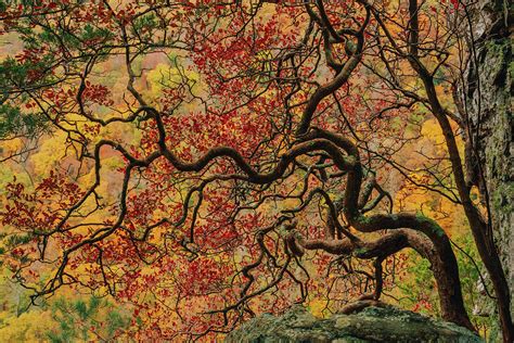 Autumn Tree Of Life Photograph By Jeff Rose Fine Art America