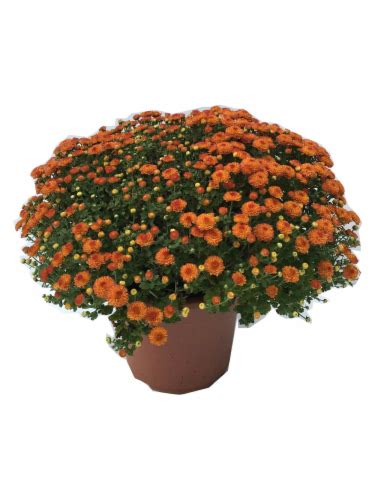 Garden Mums Potted Plant 1 Ct Frys Food Stores