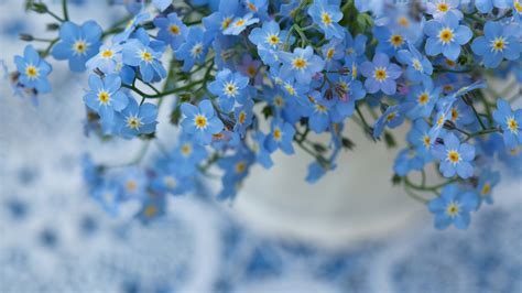 Wallpaper Flowers Nature Macro Background Forget Forget Me Not