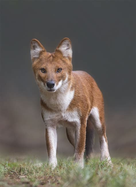 Asiatic Wild Dogs Also Called Dholes Are