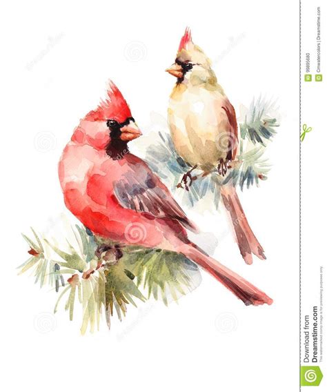 Two Cardinals Birds Male And Female Watercolor Illustration Set Hand