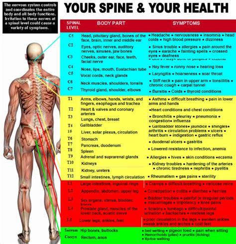 nerve chart spine