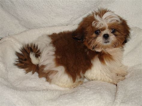 Meet these adorable shih tzu puppies!! Full pedigree shih tzu puppies | Manchester, Greater Manchester | Pets4Homes