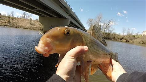 Sucker Fishing The Mississippi Spring 2017 Youtube