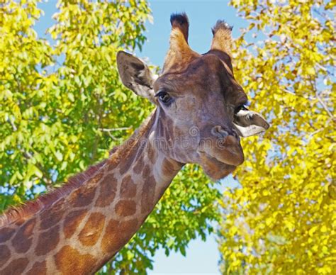 Giraffe Head Face Stock Photo Image Of Isolated Wild 165386330