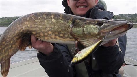 Pike Fishing In Ireland On Hybrida Wobblers Youtube