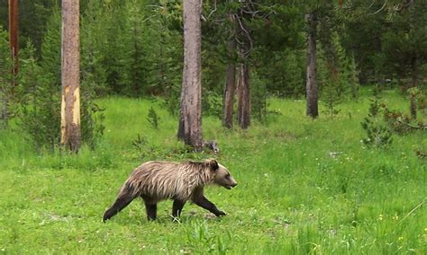 Yellowstone Grizzly Bears Face End Of Endangered Species Protection
