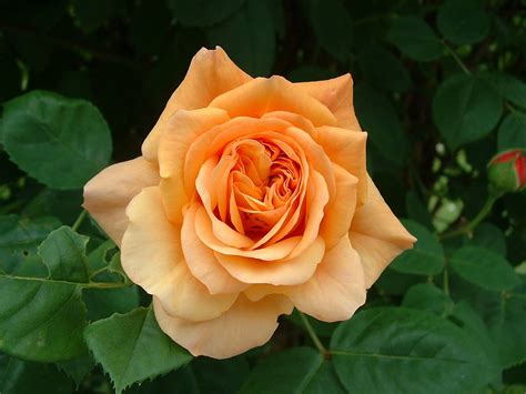 10 Types Of Fragrant Roses To Grow