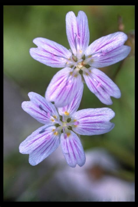 Public Domain Picture Western Spring Beauty Claytonia Lancelota In