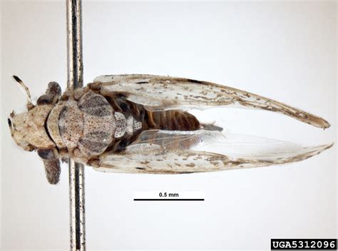 Asian Citrus Psyllid Diaphorina Citri