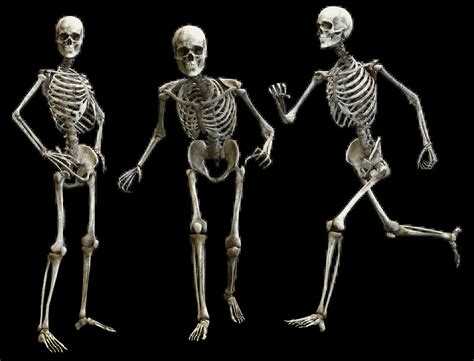 Qué Es Sistema óseo Definición Significado Y Concepto