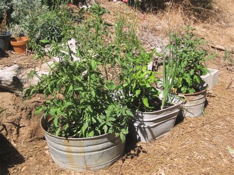 Before we talk about what bathtubs have become today, let's start by talking about where they came from. My galvanized wash tub garden | Flea Market Gardening