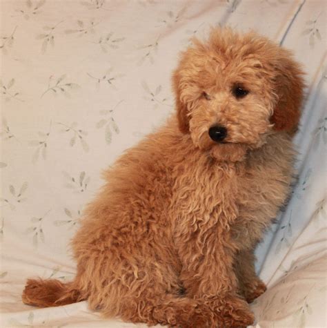 Teddy Bear Cut Grooming Styles For Poodles From Scarlets Fancy Poodles