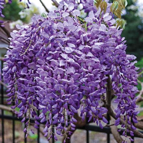 Spring Hill Nurseries Japanese Wistera Live Bare Root Flowering Vine