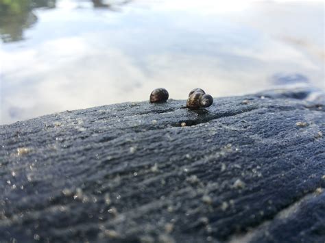 Wallpaper Animals Sea Asia Water Rock Nature Sand Reflection