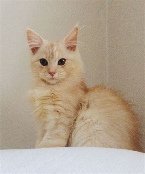 Showing and raising maine coons for over 30 years. One cream Mainecoon **reserved** | London, South West ...