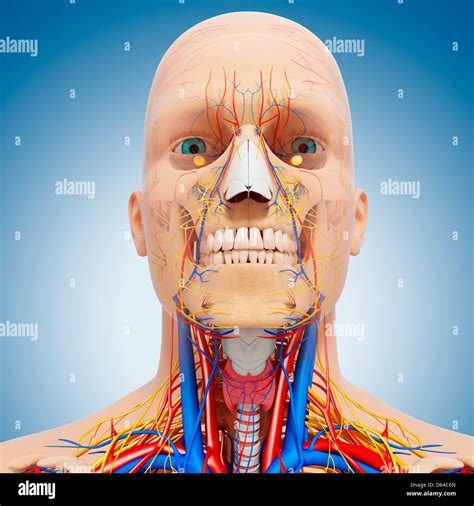 Head Anatomy Artwork Stock Photo Alamy