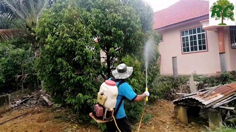 Pastikan air yang digunakan bukan lah air yang berklorin ye. Cara membaja dan menyembur racun pada pokok durian Musang ...