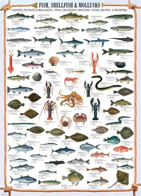Seafood Saltwater Fishing Fish Chart Trout Fishing Tips