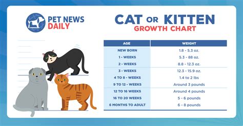 Kitten And Cat Growth Chart Pet News Daily