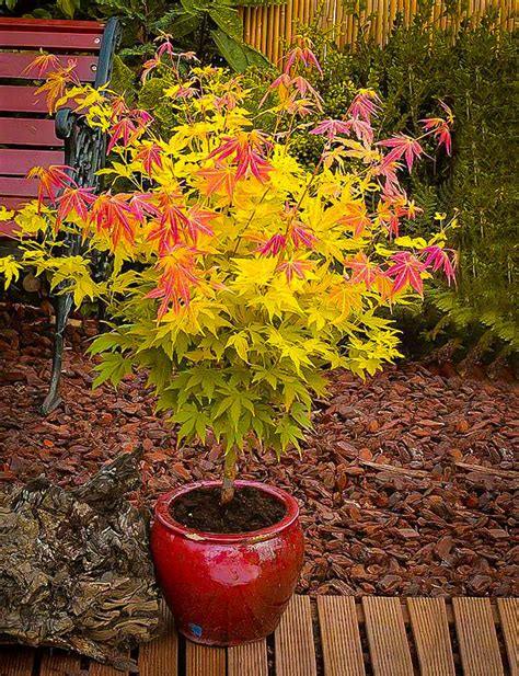 Orange Dream Japanese Maple Trees For Sale The Tree Center™