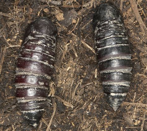 Pupae Naturally