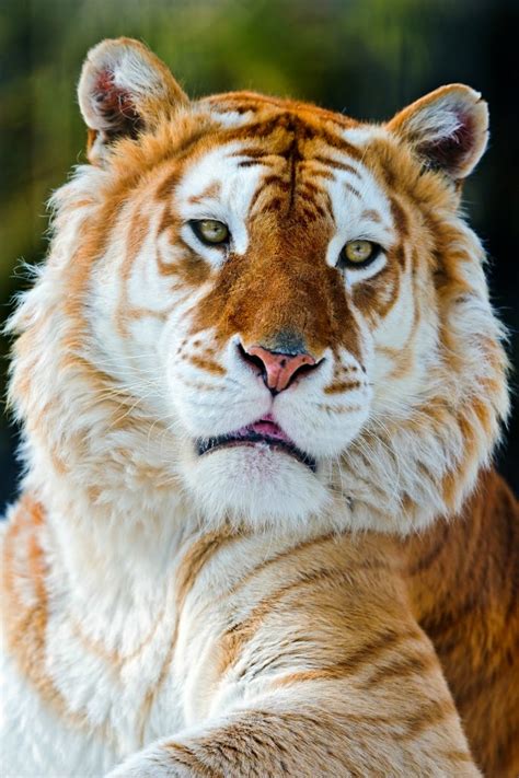 Amare La Natura La Tigre Dorata It Is The Golden Tabby Tiger