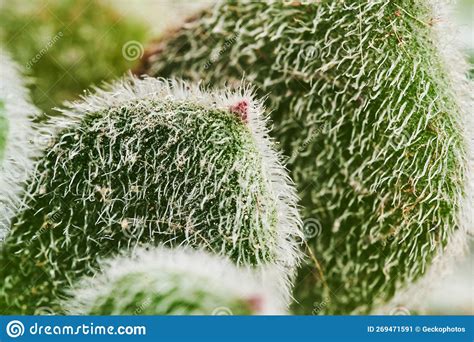 Cacti Spines Macro Shot Cactus Needles Stock Image Image Of