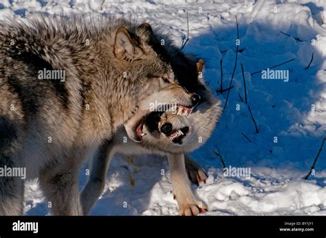 Two Timber Wolves Fighting Stock Photo Alamy