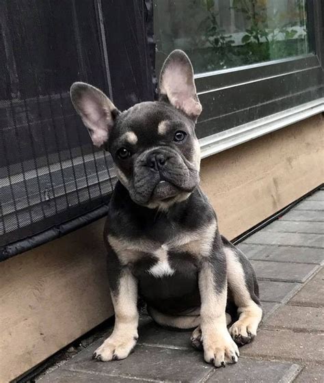 French Bulldog 12 Weeks Old For Sale Adoption From North York Ontario